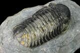 Austerops Trilobite - Visible Eye Facets #171534-4